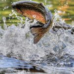 Image de l'article «Échantillonnage non létal des tissus de poissons»